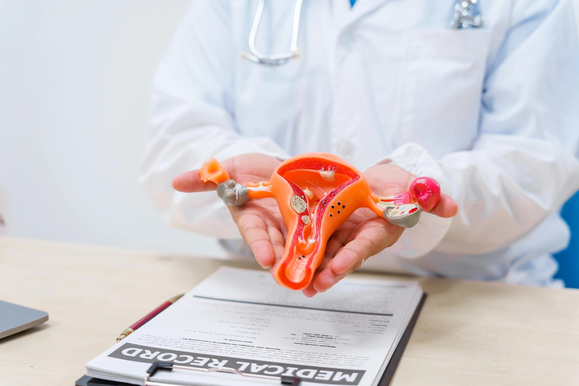 Bir doktorun ellerinde tuttuğu kadın üreme sistemi modeli. Ürojinekoloji muayenesi ve kadın sağlığı hakkında bilgi veren tıbbi konsept